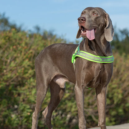 Truelove Pet Harness Neoprene Padded No Pull Dog Harness Pet Supplies 3M Reflective Strips Padded Dog Harness Vest TLH58121